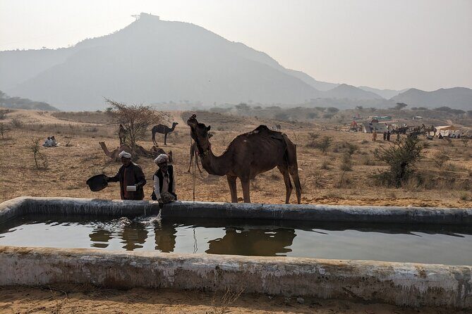 Walking Sightseeing Tour - The Shine Pushkar - A practical way to understand Pushkar in 2 to 4 hours